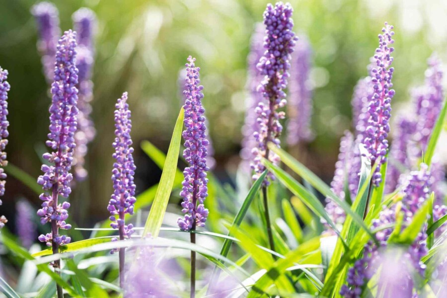 Leliegras Liriope muscari 'Big Blue' 5-10 pot P9 Liriope muscari 'Big Blue'