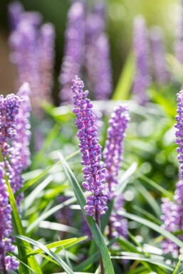 Leliegras Liriope muscari 'Big Blue' 5-10 pot P9 Liriope muscari 'Big Blue'