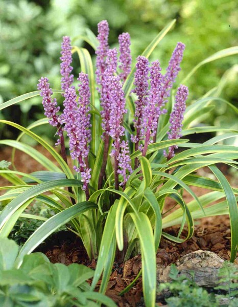 Liriope muscari 'Gold Banded' Liriope muscari 'Gold Banded'
