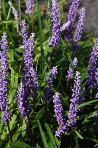 Liriope muscari 'Ingwersen' Liriope muscari 'Ingwersen'