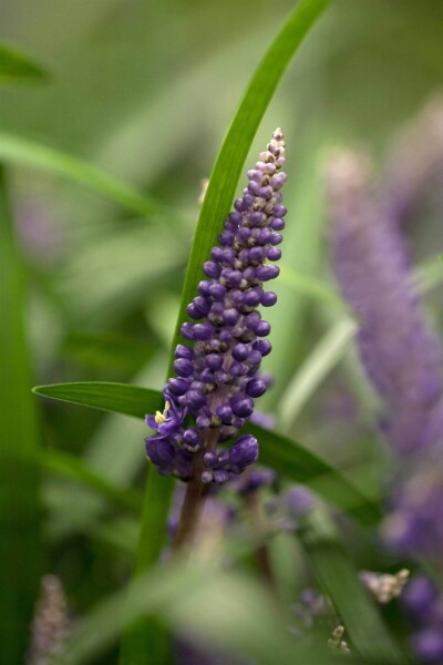Liriope muscari Liriope muscari