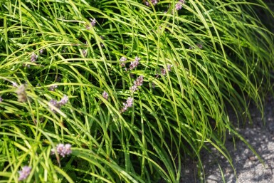 Liriope spicata