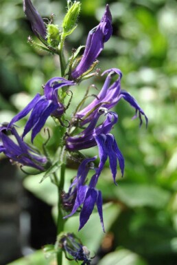 Lobelie Lobelia siphilitica 5-10 pot P9 Lobelia siphilitica