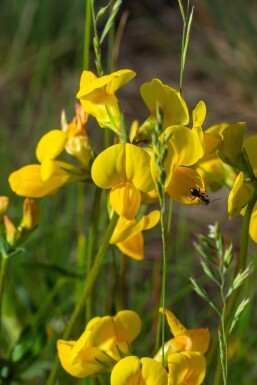 Lotus corniculatus