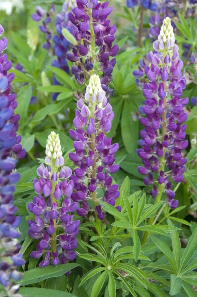 Lupinus 'Gallery Blue' Lupinus 'Gallery Blue'