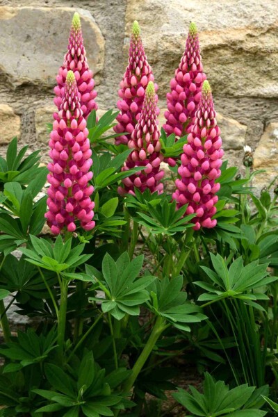 Lupinus 'Gallery Red'