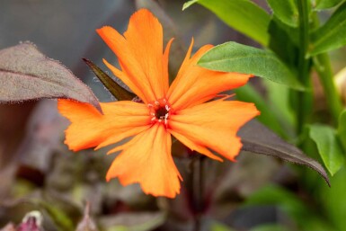 Brandende liefde Lychnis arkwrightii 'Vesuvius' 5-10 pot P9 Lychnis arkwrightii 'Vesuvius'