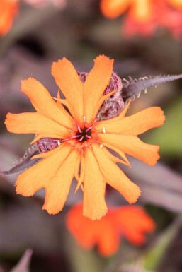 Brandende liefde Lychnis arkwrightii 'Vesuvius' 5-10 pot P9 Lychnis arkwrightii 'Vesuvius'