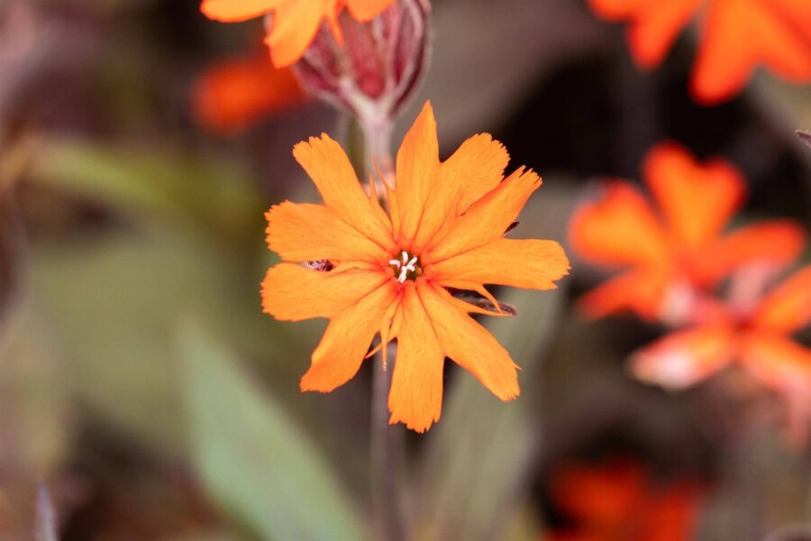 Arkwrights tofsblomma Lychnis arkwrightii 'Vesuvius' 5-10 i kruka P9 Lychnis arkwrightii 'Vesuvius'