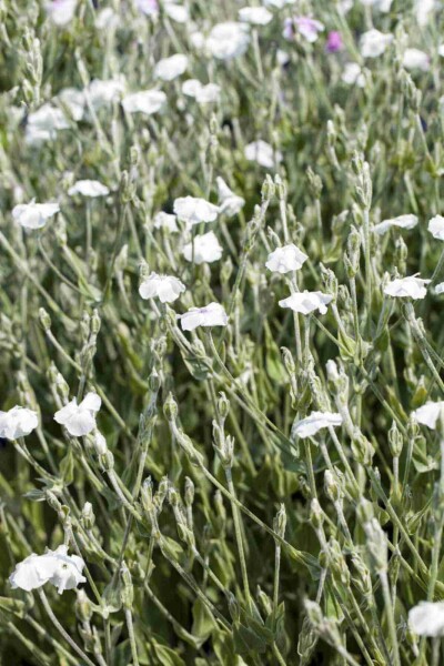 Lychnis coronaria 'Alba' Lychnis coronaria 'Alba'