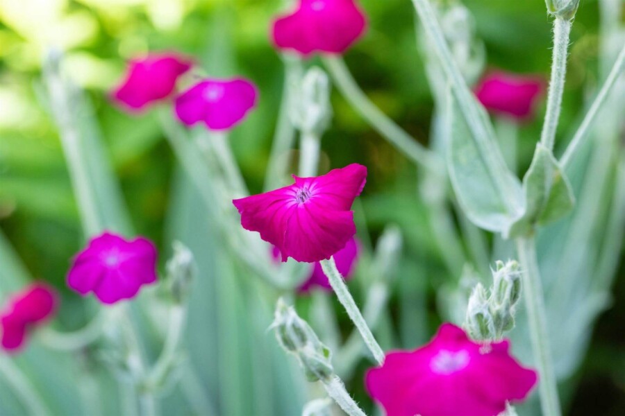 Filtet dagpragtstjerne Lychnis coronaria 5-10 potte P9 Lychnis coronaria