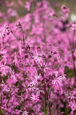 Fleur de coucou Lychnis flos-cuculi 5-10 pot P9 Lychnis flos-cuculi
