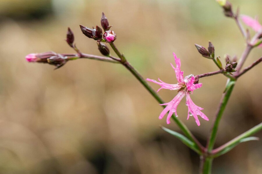 Kukkerblomst Lychnis flos-cuculi 5-10 potte P9 Lychnis flos-cuculi