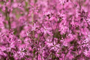 Fleur de coucou Lychnis flos-cuculi 5-10 pot P9 Lychnis flos-cuculi