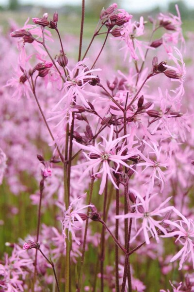 Lychnis flos-cuculi Lychnis flos-cuculi