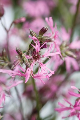 Fleur de coucou Lychnis flos-cuculi 5-10 pot P9 Lychnis flos-cuculi