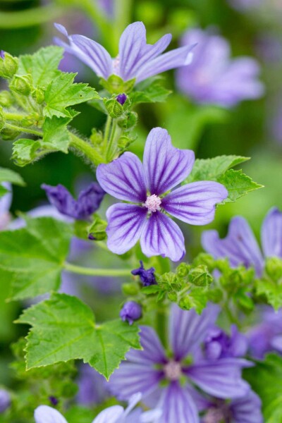 Malva sylvestris 'Primley Blue' Malva sylvestris 'Primley Blue'