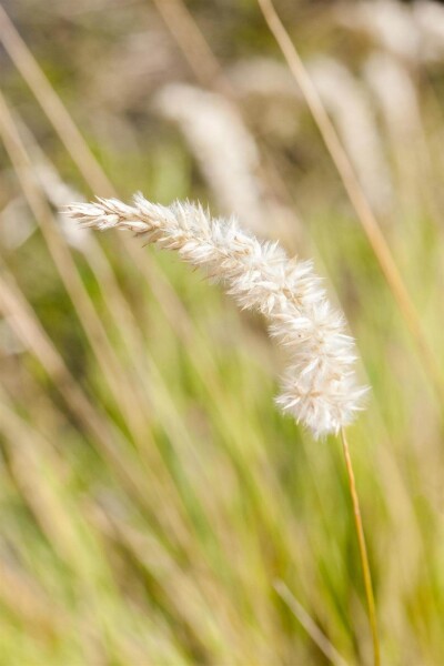Melica ciliata Melica ciliata