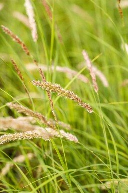Melica ciliata