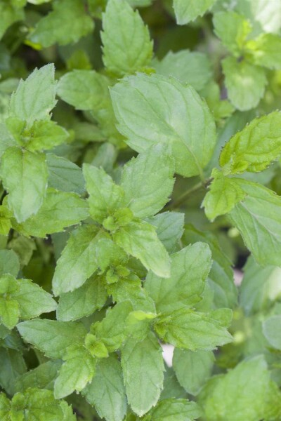 Mentha spicata Mentha spicata