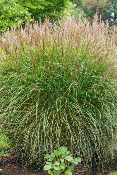 Miscanthus sinensis Miscanthus sinensis