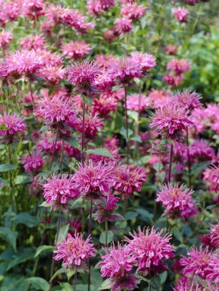 Monarda fistulosa 'Marshall's Delight' Monarda fistulosa 'Marshall's Delight'