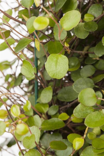 Muehlenbeckia axillaris Muehlenbeckia axillaris