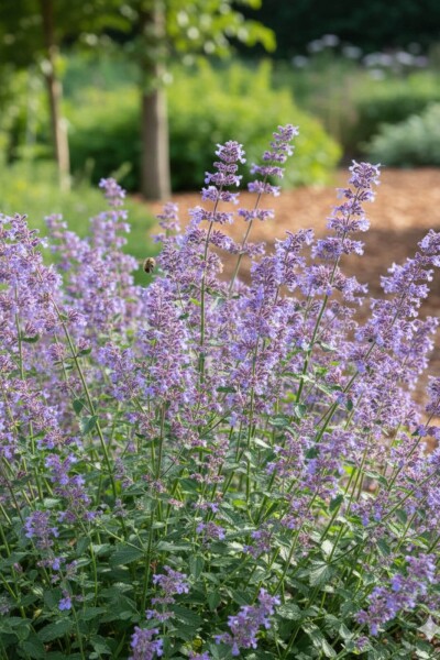 Nepeta faassenii 'Grol' Nepeta faassenii 'Grol'