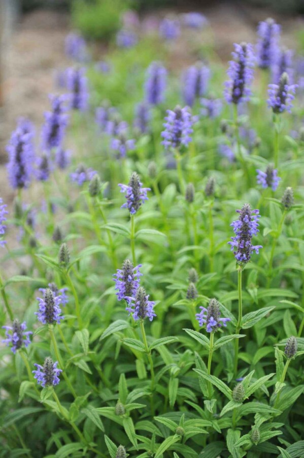 Katteurt Nepeta nervosa 5-10 potte P9 Nepeta nervosa
