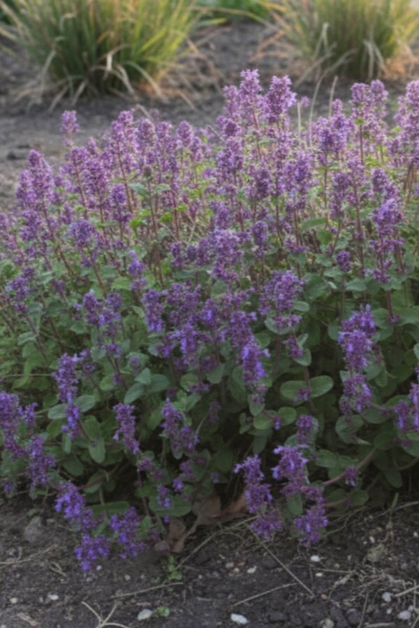 Katteurt Nepeta racemosa 'Grog' 5-10 potte P9 Nepeta racemosa 'Grog'