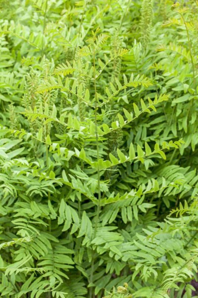 Osmunda regalis Osmunda regalis