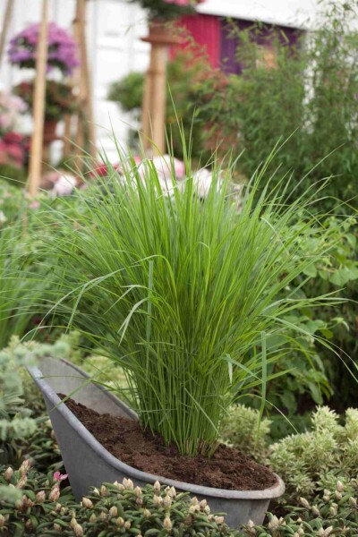 Panicum virgatum 'Northwind' Panicum virgatum 'Northwind'