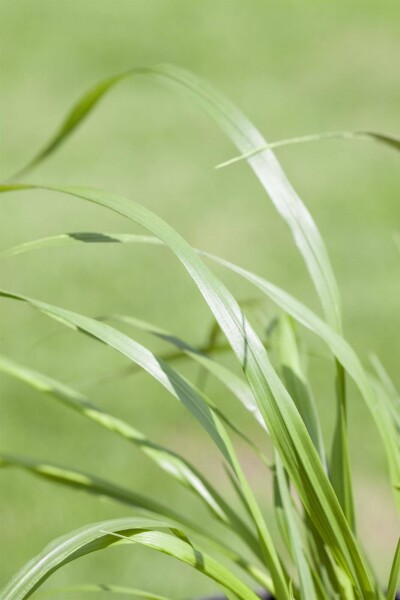 Pennisetum alopecuroides 'Viridescens' Pennisetum alopecuroides 'Viridescens'