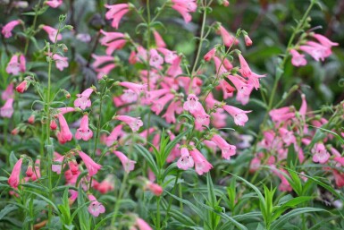 Penstemon hartwegii 'Apple Blossom'
