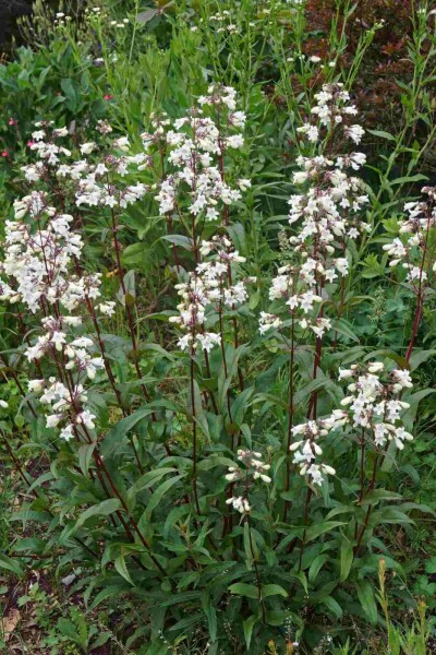 Penstemon digitalis 'Husker Red' Penstemon digitalis 'Husker Red'