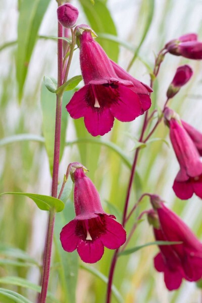 Penstemon 'Rich Ruby' Penstemon 'Rich Ruby'