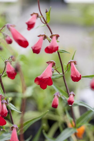Penstemon hartwegii 'Paul Schönholzer' Penstemon hartwegii 'Paul Schönholzer'