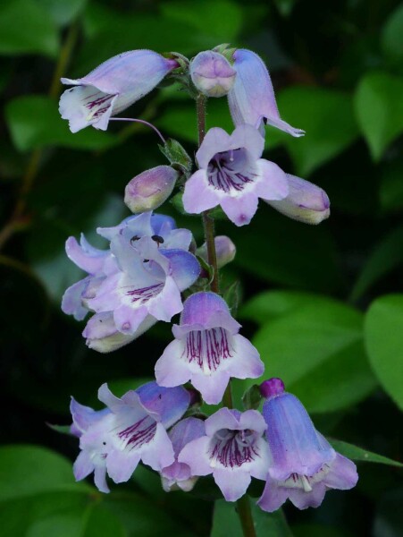 Penstemon 'Sour Grapes' Penstemon 'Sour Grapes'