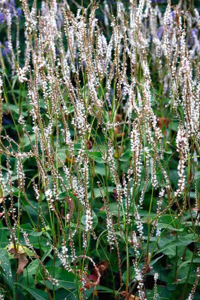 Persicaria amplexicaulis 'Alba' Persicaria amplexicaulis 'Alba'