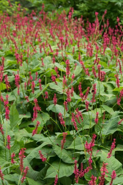 Persicaria amplexicaulis 'Blackfield' Persicaria amplexicaulis 'Blackfield'
