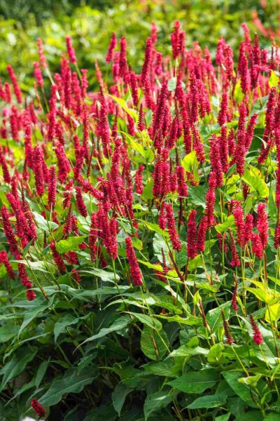 Persicaria amplexicaulis Persicaria amplexicaulis