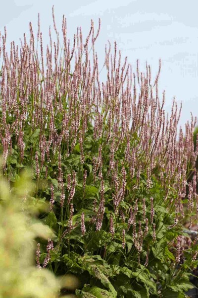 Persicaria amplexicaulis 'Pink Elephant' Persicaria amplexicaulis 'Pink Elephant'