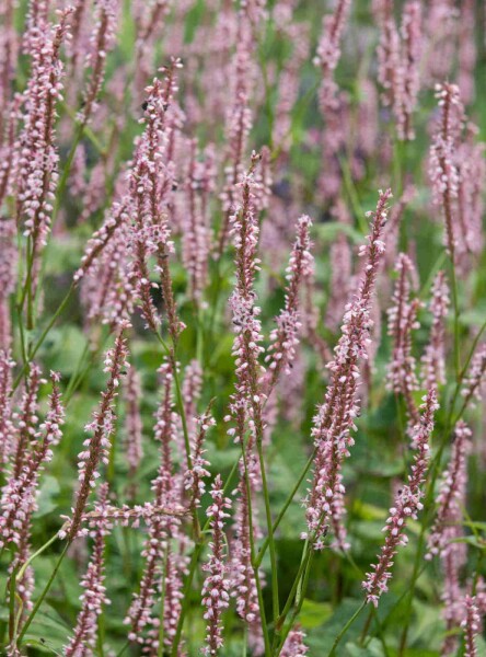 Persicaria amplexicaulis 'Rosea' Persicaria amplexicaulis 'Rosea'