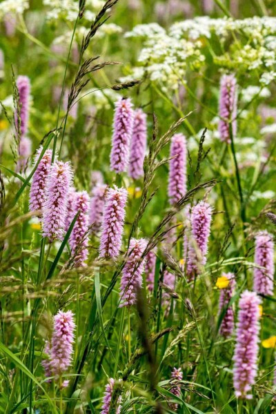 Persicaria bistorta Persicaria bistorta