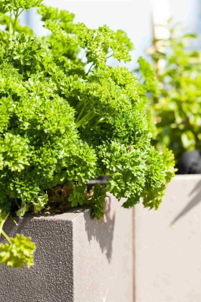 Petroselinum crispum Petroselinum crispum