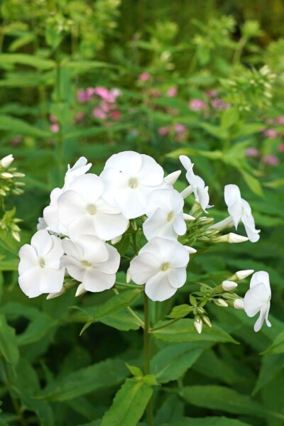 Phlox paniculata 'David' Phlox paniculata 'David'