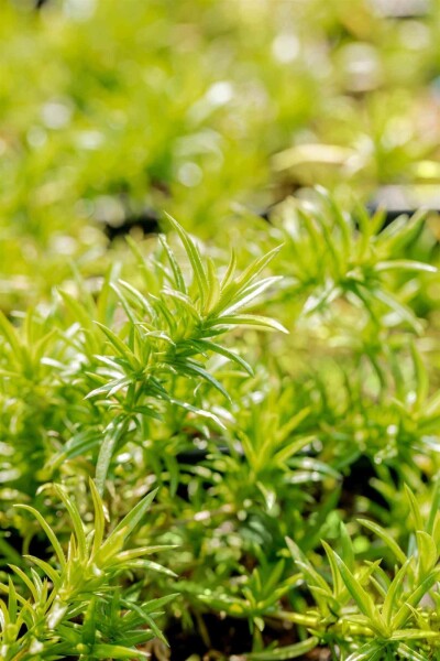 Phlox subulata 'Moerheimii' Phlox subulata 'Moerheimii'