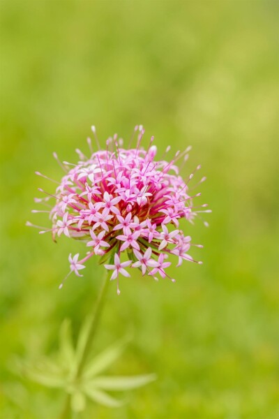 Phuopsis stylosa Phuopsis stylosa