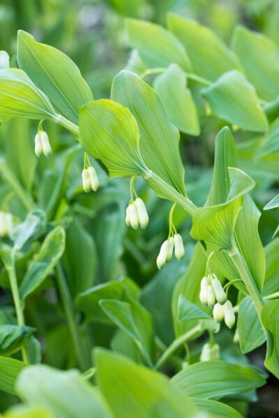 Polygonatum multiflorum Polygonatum multiflorum