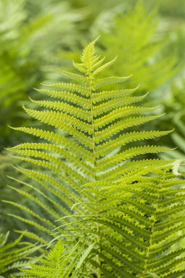 Taggbräken Polystichum aculeatum 5-10 i kruka P9 Polystichum aculeatum